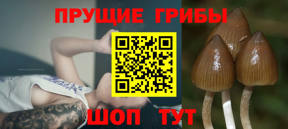 Псилоцибиновые грибы Cubensis Горячий Ключ